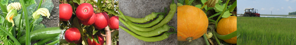 Ilustrační obrázek